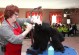圣宠宠物美容师学校-圣宠宠物美容培训学校