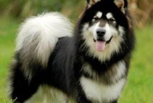 宠物犬介绍-宠物犬大全及价格图片
