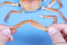 螃蟹几条腿正确-螃蟹几条腿正确答案及图片