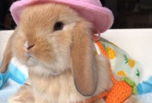 宠物小兔名字-小兔子宠物名字