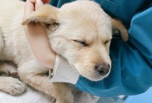 南京宠物免疫证-南京狗狗免疫证在哪办