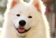 微笑天使萨摩耶-微笑天使萨摩耶幼犬