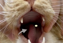 给猫喂药片的技巧-猫怎么喂药都喂不进去怎么办