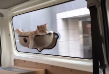宠物猫可以带上火车吗-宠物猫可以带上火车吗现在