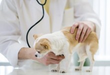 北京宠物医疗培训-北京宠物医疗培训机构排名