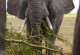 大象的重量-大象的重量约是多少吨