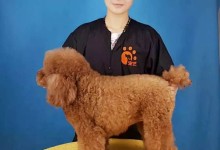 北京宠艺宠物-北京宠艺宠物美容师培训学校地址
