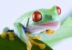大青蛙宠物-大青蛙简笔画