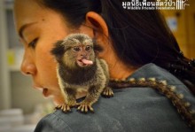 宠物波斯猴-我想看波斯猴的图片