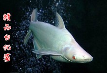 宠物鱼类鲨鱼-宠物鱼类鲨鱼图片