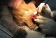 宠物手术技术-宠物手术技术要求
