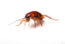 蟑螂能活多久-杜比亚蟑螂能活多久