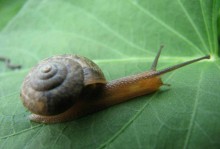 蜗牛生活在哪里-蜗牛生活在什么的地方往往在什么后出现