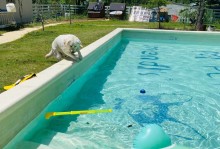 宠物游泳宠物寄养-宠物游泳宠物寄养方法