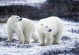 北极熊的特点-北极熊的特点和生活特征英语