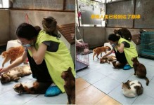 上海宠物狗救助站-上海狗狗救助领养中心
