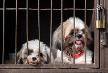 关在笼子里的宠物-关在笼子里的宠物狗会咬人