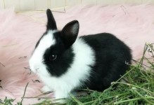 道奇宠物兔-道奇宠物兔一般能长多大?