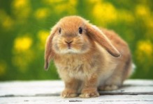 垂耳兔的饲养方法-垂耳兔的饲养方法和注意事项