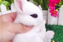 宠物兔子造型-兔子造型简笔画