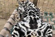 宠物豹图片-宠物豹猫养殖方法