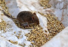 老鼠一年繁殖几次-一只老鼠能自己繁殖吗