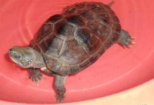 小草龟怎么养-小草龟怎么养成墨龟