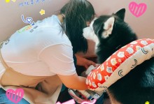 上海宠物训练上门-上海宠物训练上门收费标准