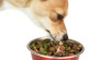 狗吃多了怎么办-狗吃多了怎么办可以喂健胃消食片吗