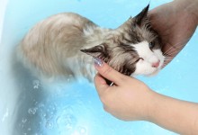 宠物spa-宠物spa浴缸使用方法