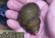 水蜗牛图片-水蜗牛图片幼虫