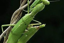 昆虫的习性-昆虫记三个昆虫的生活特点
