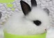 兔子的样子-兔子的样子和特点怎么写