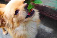 宠物狗可以吃桃子吗-宠物狗可以吃桃子吗有毒吗