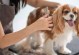 考宠物美容师的资格证-考宠物美容师资格证c级多少钱