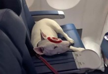 飞机上带宠物-飞机上带宠物都需要什么手续