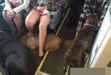 宠物下飞机后-宠物下飞机后怎么托运