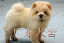 广东宠物狗-广东宠物狗繁殖基地