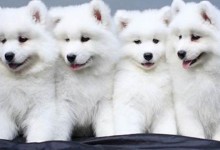 白色宠物狗品种大型-白色宠物狗品种大型图片