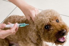 宠物疫苗打哪里-宠物疫苗在哪里打针
