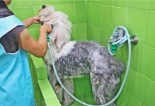 宠物怎么洗澡-宠物洗澡流程及注意事项