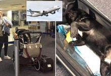 美联航带宠物-美联航带宠物上客舱怎么收费