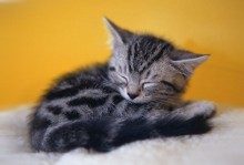 猫咪睡觉打呼噜-猫咪睡觉打呼噜是舒服的意思吗