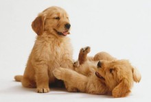 拉布拉多犬和金毛-拉布拉多犬和金毛犬哪个比较好