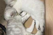 沈阳领养猫-沈阳宠物猫领养