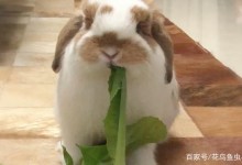 兔子的食物有哪些-兔子的食物有哪些忌讳