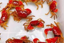 红色宠物螃蟹图片-红色宠物螃蟹叫什么名字