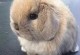 宠物兔子颜色-兔子颜色有几种图片