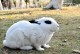 宠物兔类型-常见的宠物兔种类