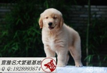湘潭有什么宠物网站-湘潭价格合理的宠物医院